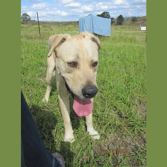 Photo of Bo'jangles (At Rspca Big Adopt Day Sept 19 Brisban