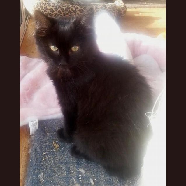 Photo of Owl **Adoption Day**