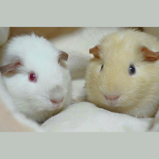 Photo of Charger And Crumpet