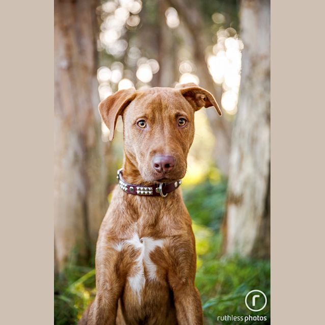 Photo of Talon