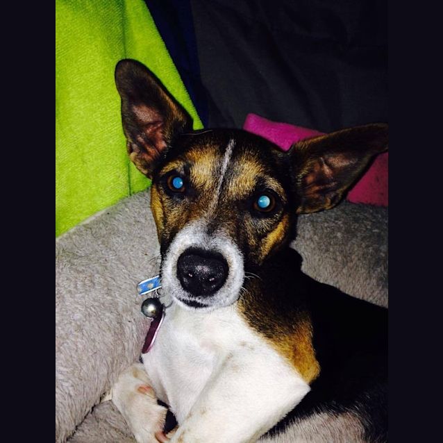 Photo of Puppet