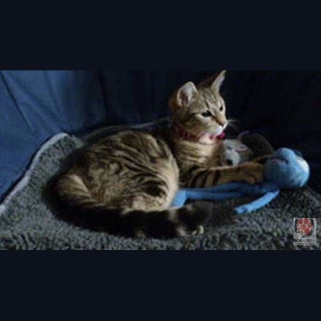 Photo of Pheobe