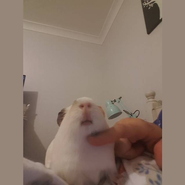 Photo of Yeti And Sesame Baby Guineas