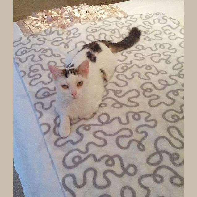 Photo of Annabelle