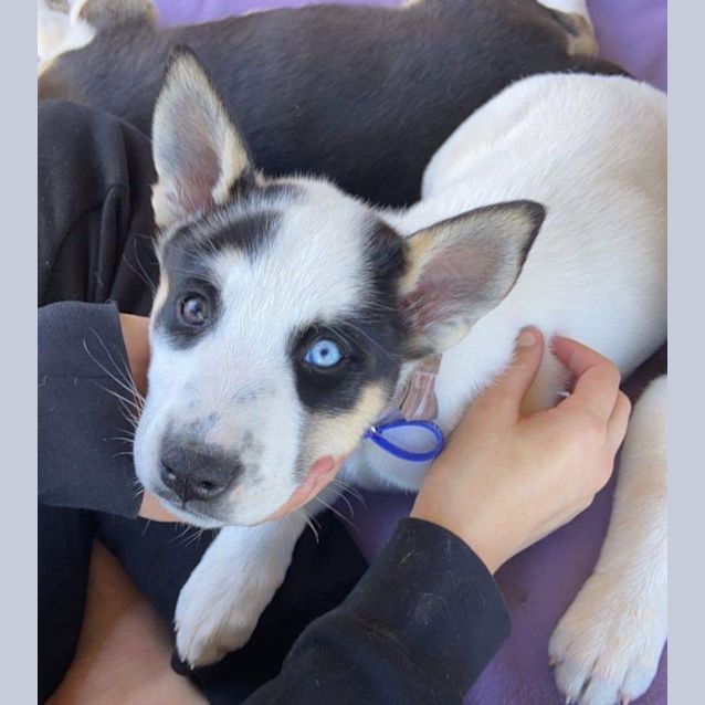 Photo of Trixie   10 Week Old Husky X Bull Arab (Trial)