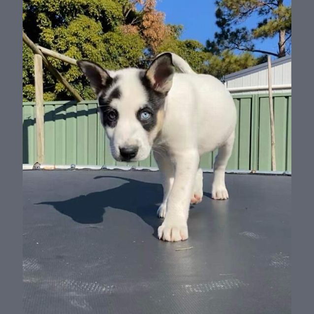 Photo of Trixie   10 Week Old Husky X Bull Arab (Trial)