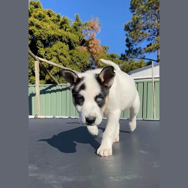 Photo of Trixie   10 Week Old Husky X Bull Arab (Trial)
