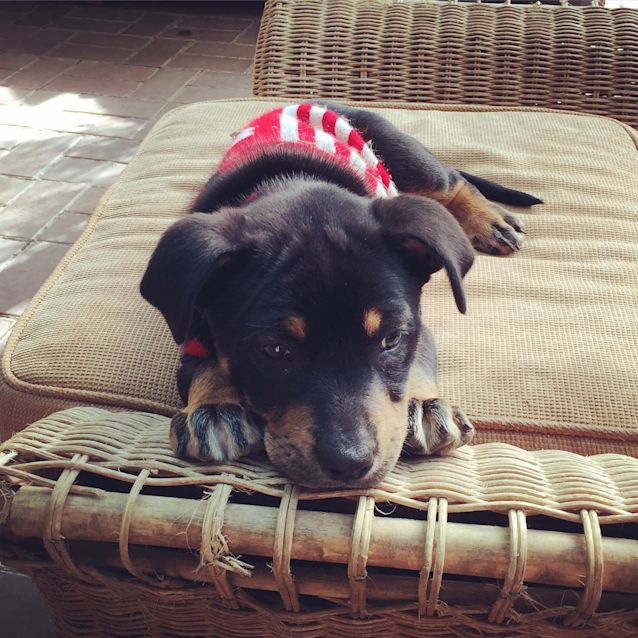 Photo of Hank **Under Application**