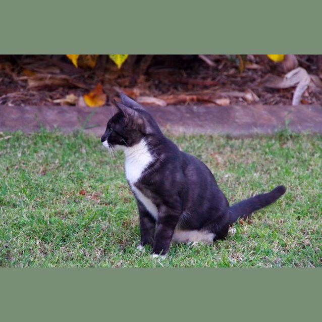 Photo of Nora (Bec21338) *Adopted*