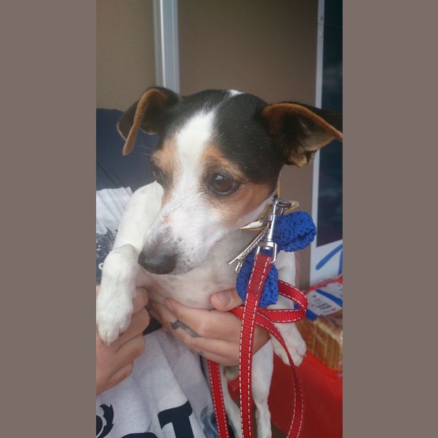 Photo of Bobby (Adoption Pending)