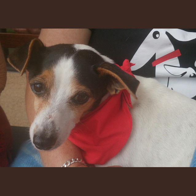 Photo of Bobby (Adoption Pending)