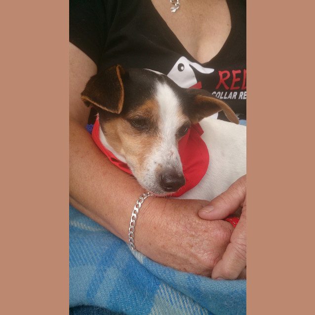 Photo of Bobby (Adoption Pending)