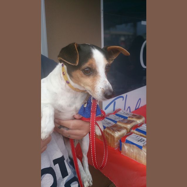 Photo of Bobby (Adoption Pending)