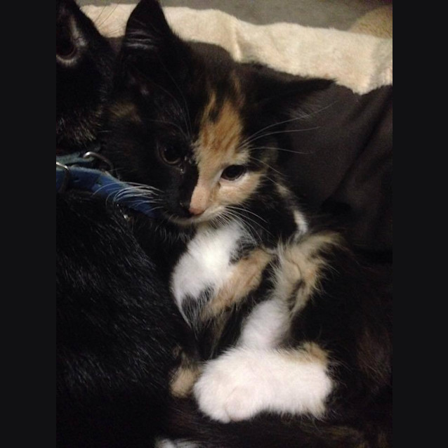 Photo of Lola