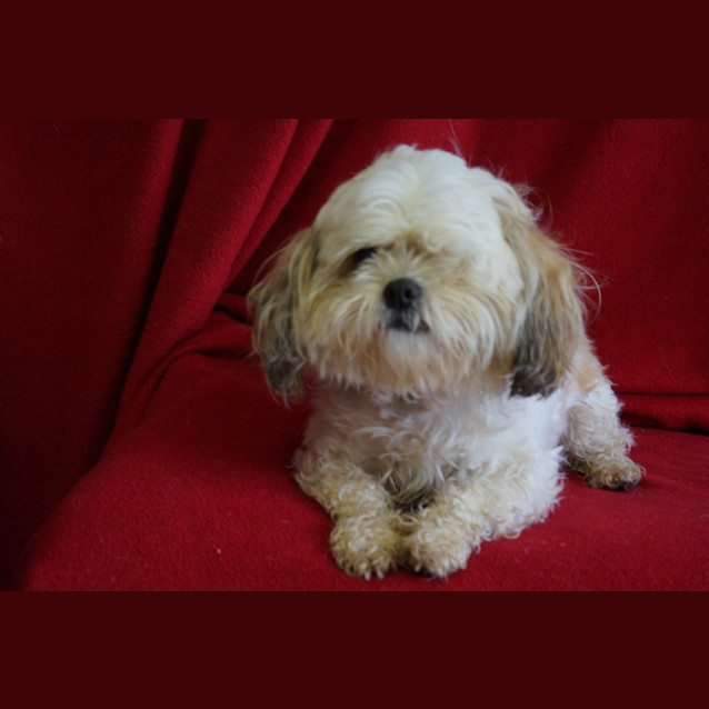 Photo of Rex