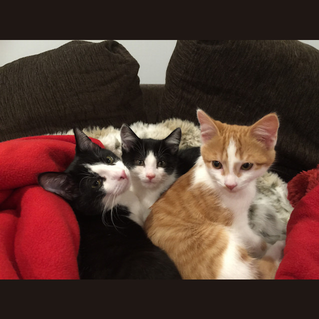 Photo of Mario (Meet Me At Vets On Parker Templestowe)