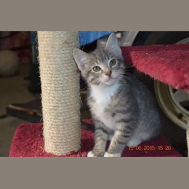 Photo of Stitch ** Adoption Day**