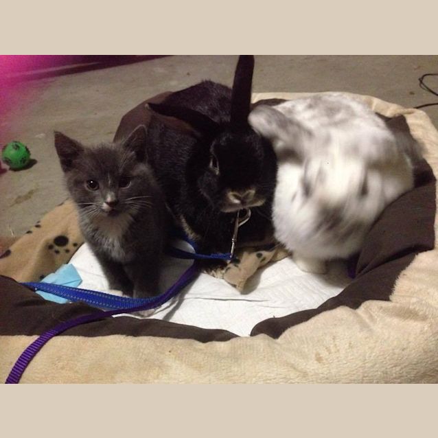 Photo of Jiminy Cricket ** Adoption Day **