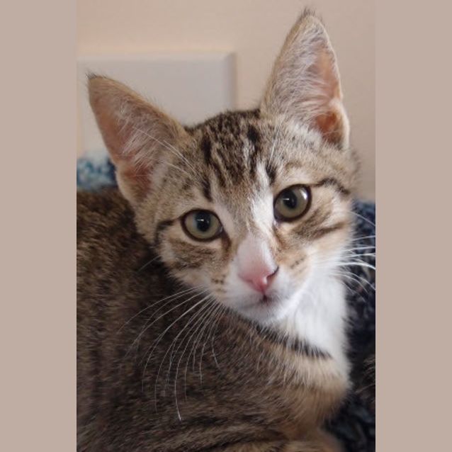 Photo of Raisin