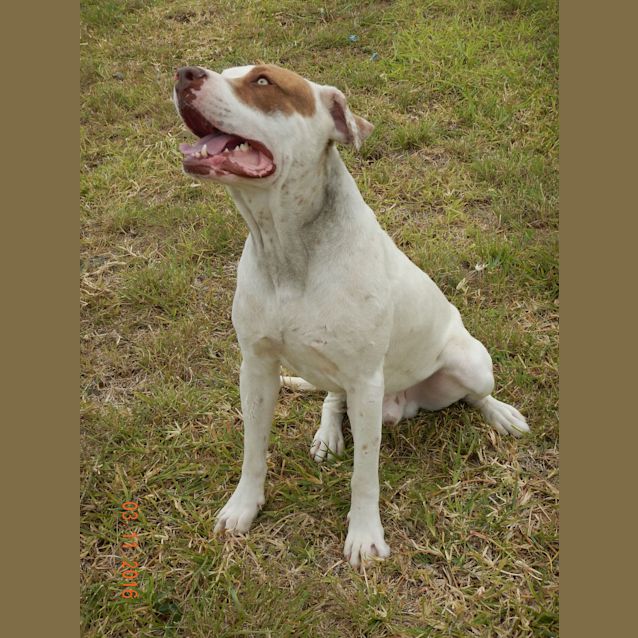 Photo of Malibu (Adoption Pending)