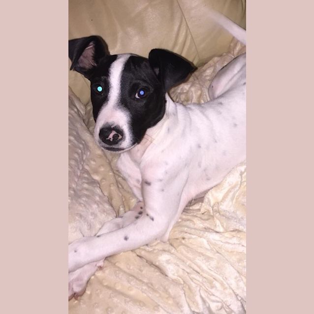 Photo of Romeo ****Available For Adoption****