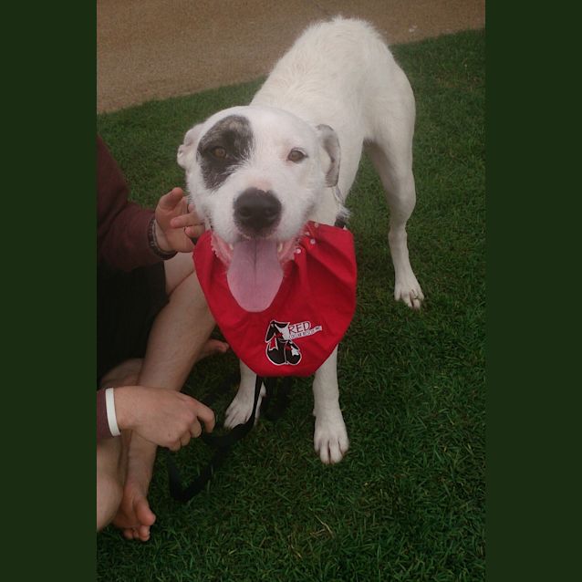 Photo of Lexi (At Rspca Big Adopt Day Sept 19 Brisbane)