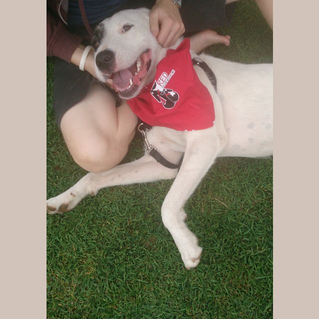 Photo of Lexi (At Rspca Big Adopt Day Sept 19 Brisbane)