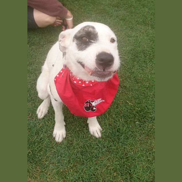 Photo of Lexi (At Rspca Big Adopt Day Sept 19 Brisbane)