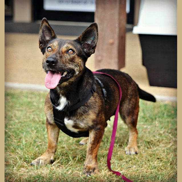 Photo of Chica (Adoption Pending)