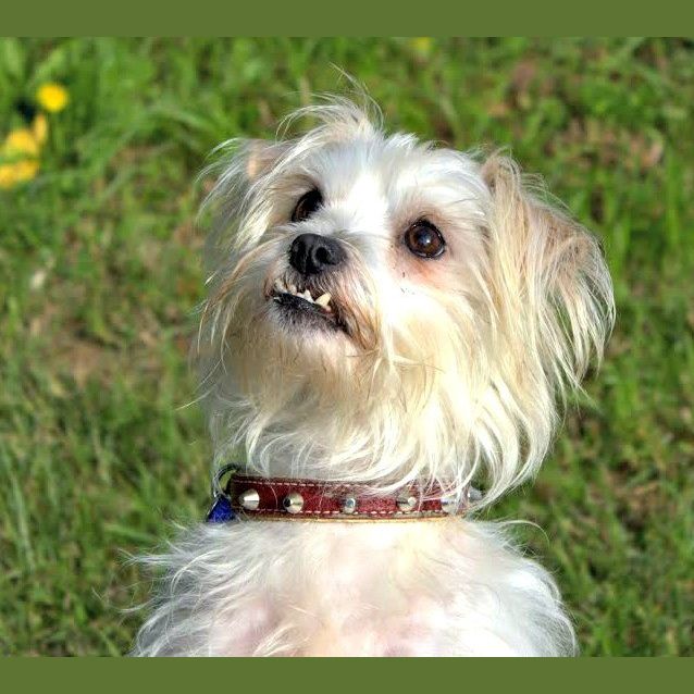 Photo of Dexter ~ Maltese X Terrier (0n Trial 4/7/15)