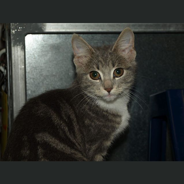 Photo of Kitten Tootsie