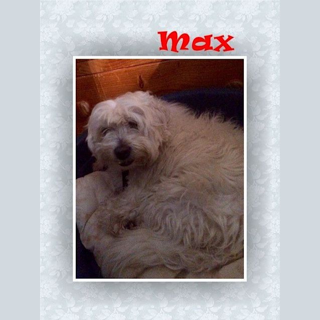 Photo of Max