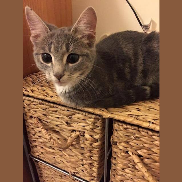 Photo of Kitten Tootsie