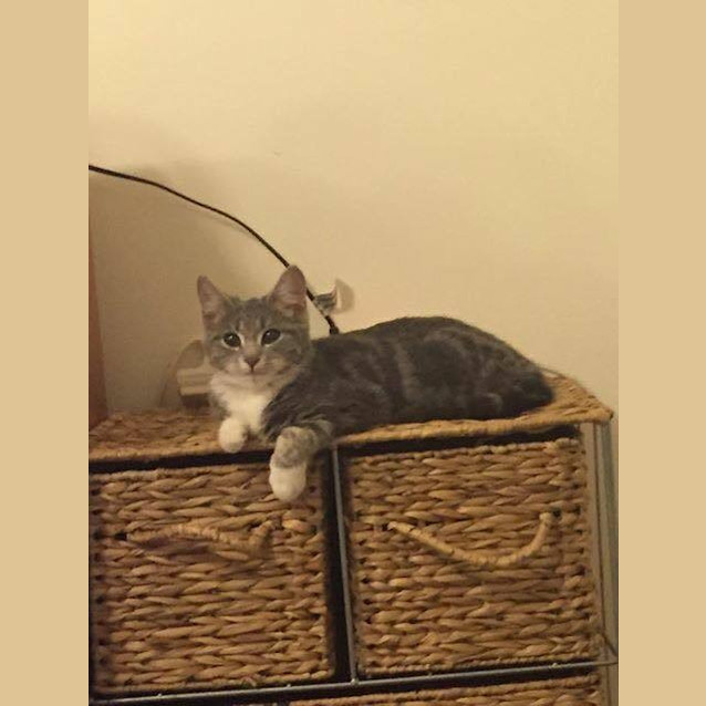 Photo of Kitten Tootsie