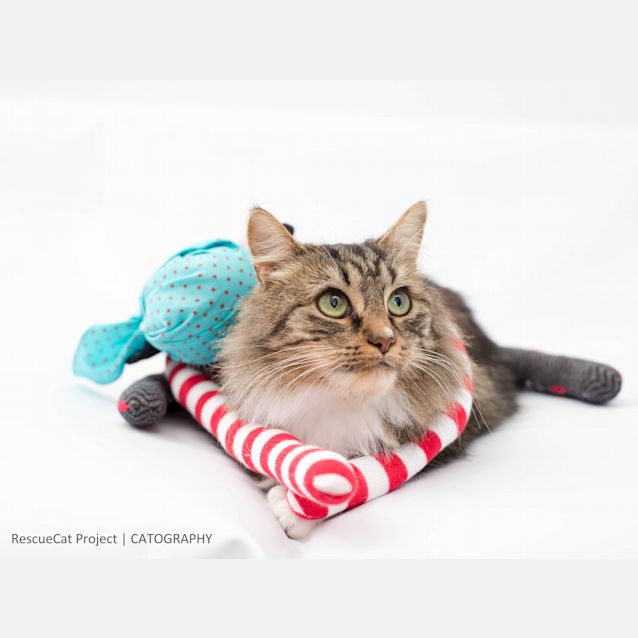 Photo of Angelica   Sweet Soft Angel