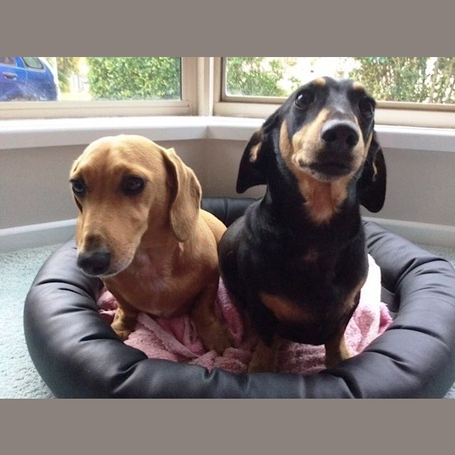 Photo of Ned And Hamish