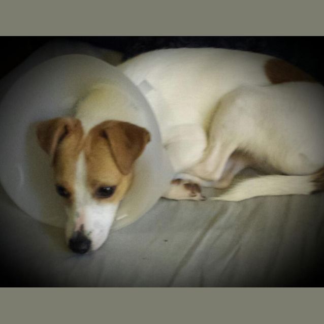 Photo of Daisy