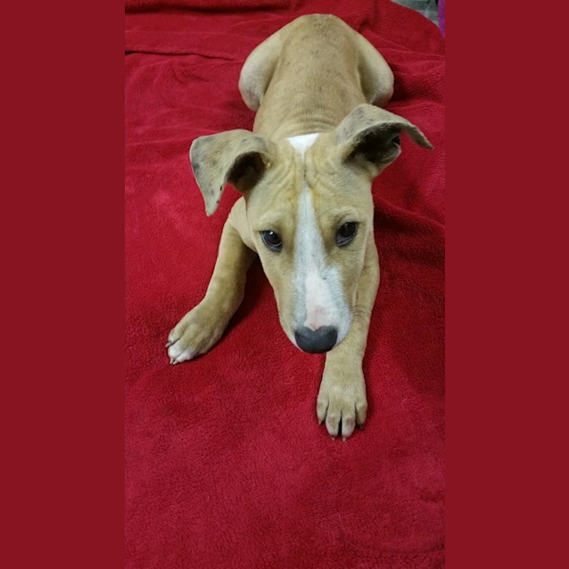 Photo of Oak *Adoption Pending*