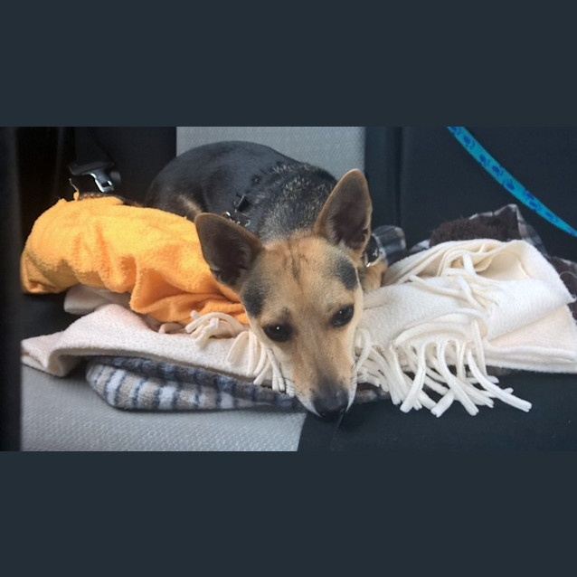 Photo of Bazil