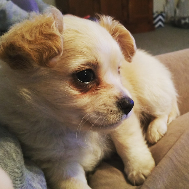 Photo of Bow
