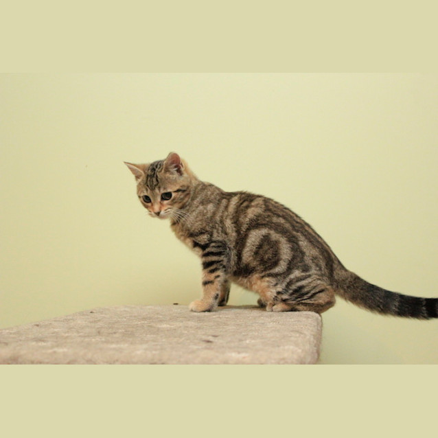 Photo of Marble 
