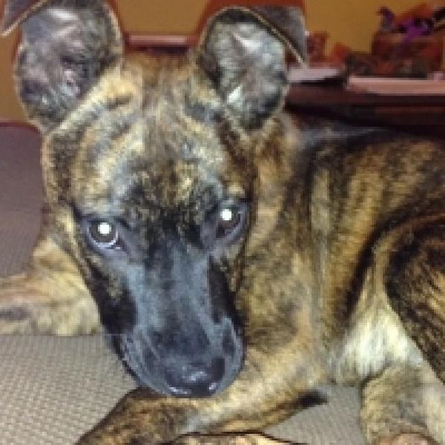 Photo of Angelica