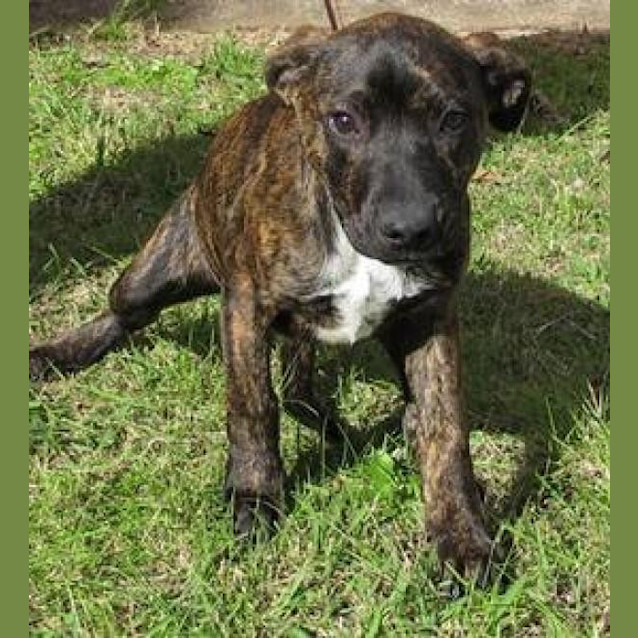 Photo of Diesel