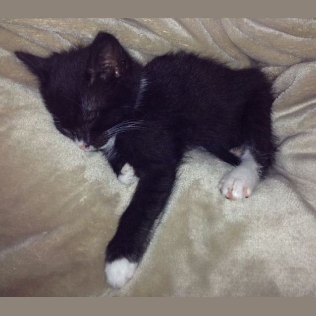 Photo of Frederick **Adoption Day**