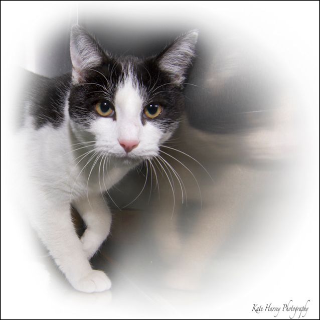 Photo of Spot