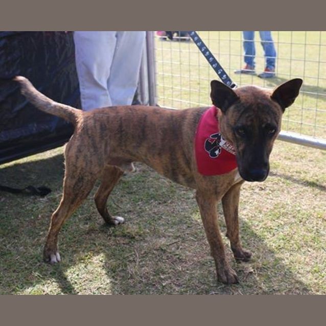 Photo of Dusty (Adoption Pending)