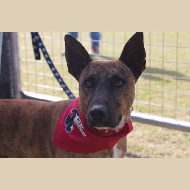 Photo of Dusty (Adoption Pending)