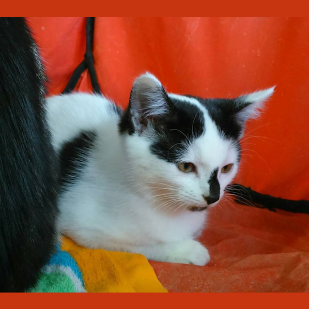 Photo of Buttons **Adoption Day**