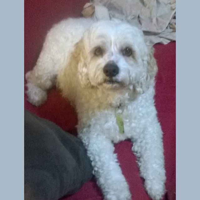 Photo of Hunter