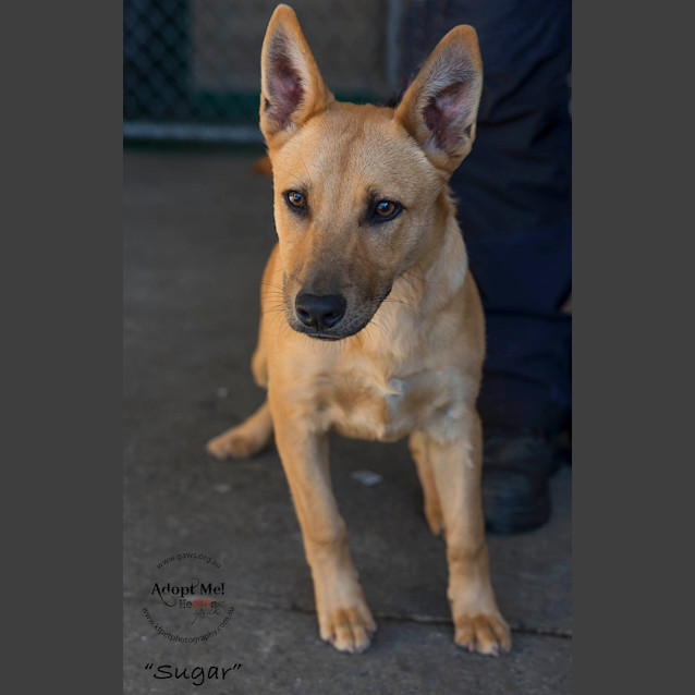 Photo of Sugar Id27085